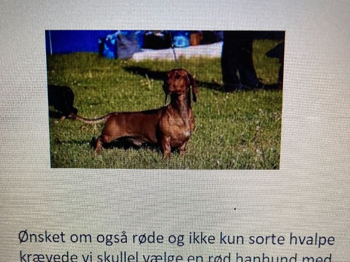 Når hanhund skal vælges til
ens tæve, er flere ting, som
skal tænkes på. Således skal
sikres anbefalingerne fra DKK
er opfyldt og dernæst, at han
er en rimlige ikke kun flot, men
også rar 