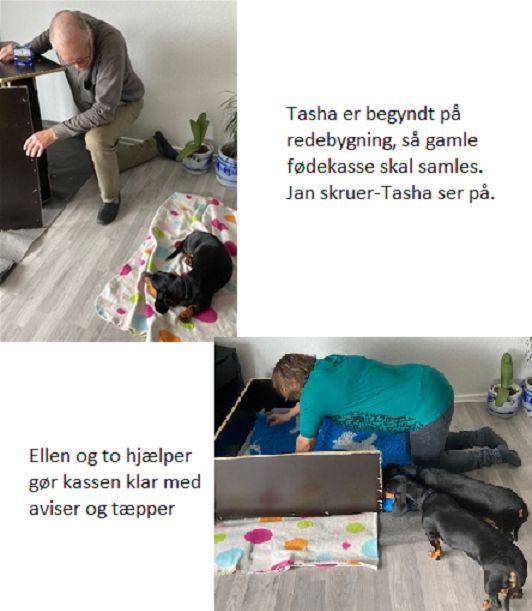 8 uger efter mødet med Buller
mner både Ellen og tasha, at
tiden er inde til forberede
en kommende fødsel.